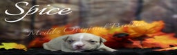 American Bully dogs for sale: Spice - Ad 1