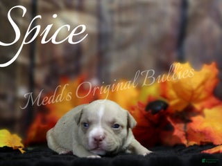 American Bully dogs Spice - Ad 33