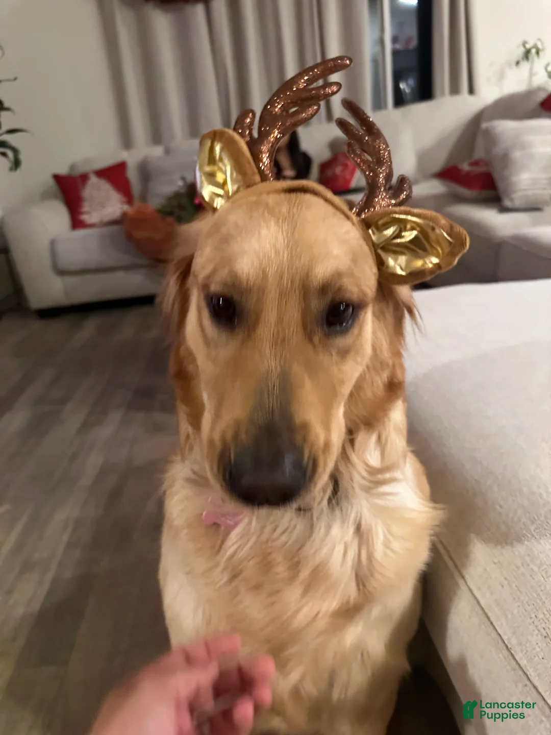 Goldendoodle dogs for sale: Goldendoodle Puppy 3 - Ad 2