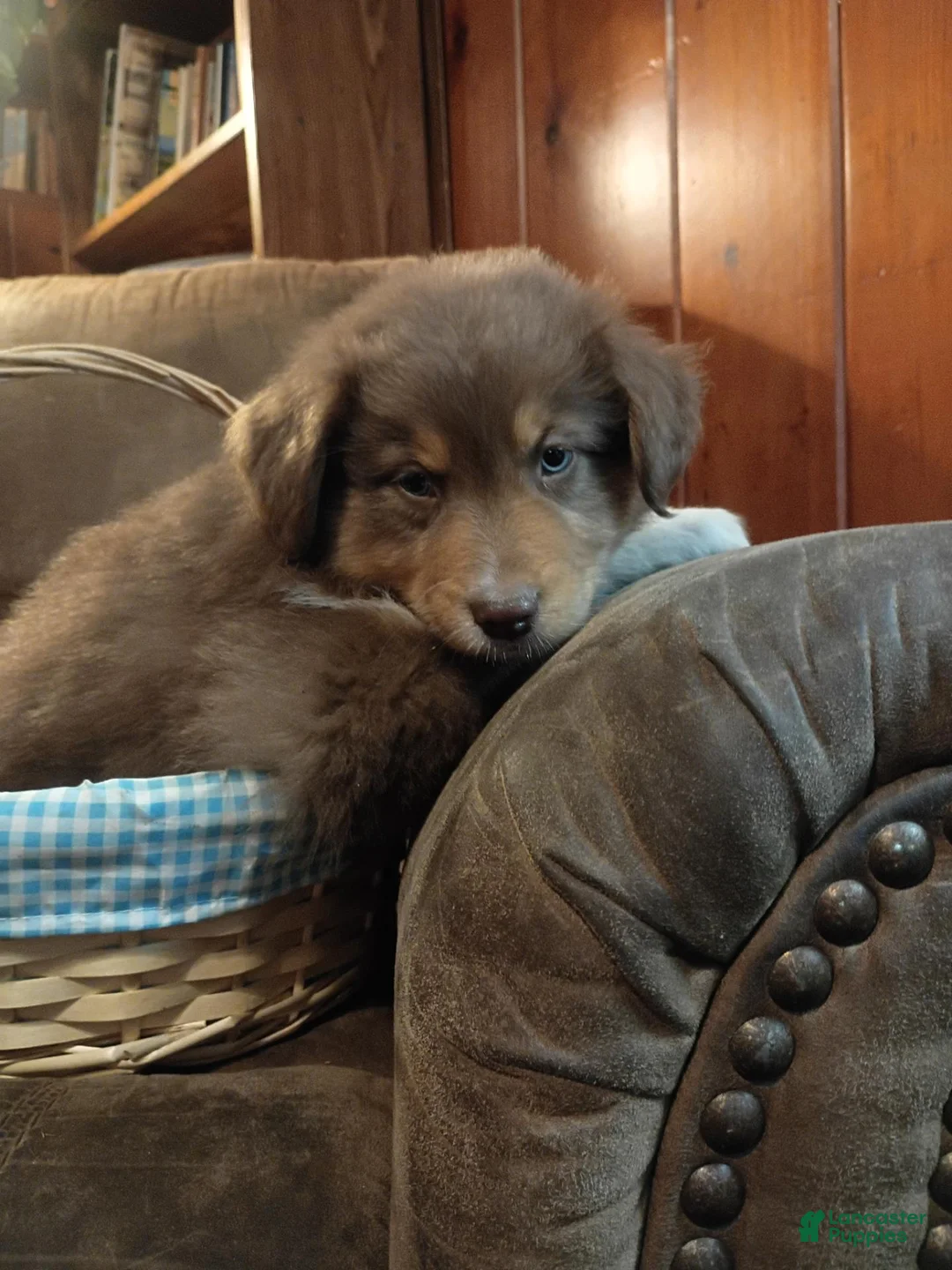 Australian Shepherd dogs for sale: Bruno - Ad 2