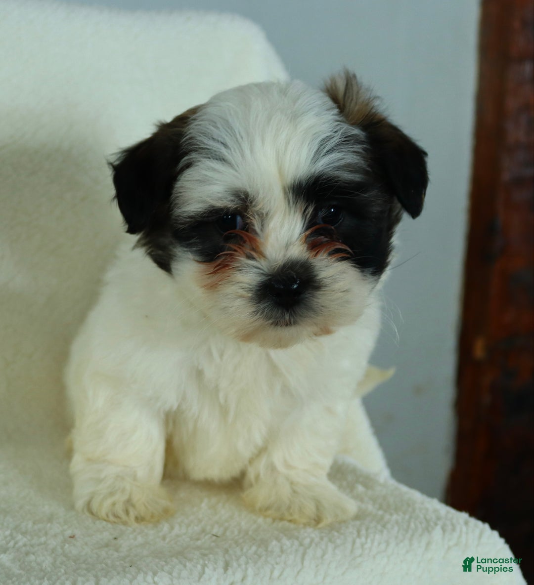 Teddy Bear dogs for sale: Rodger - Ad 3