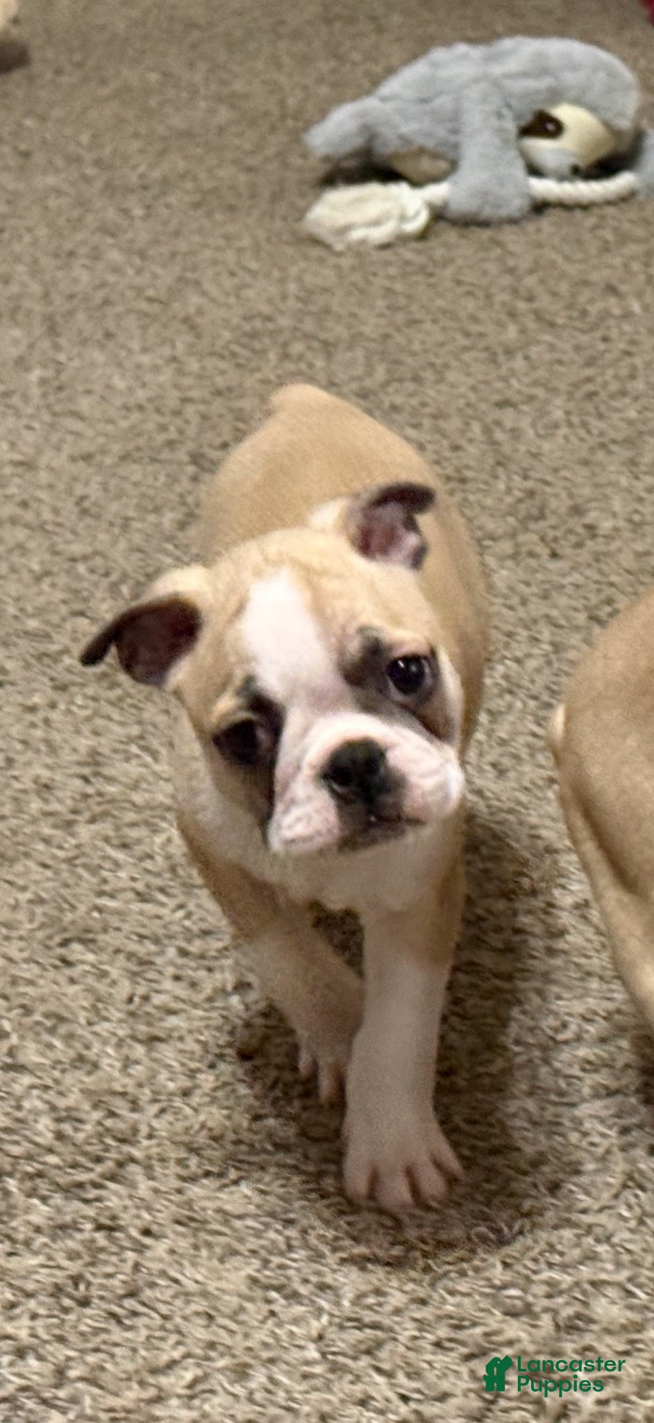 Boston Terrier dogs Boston Terrier 2 - Ad 4