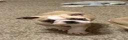 Boston Terrier dogs for sale: Boston Terrier 2 - Ad 1