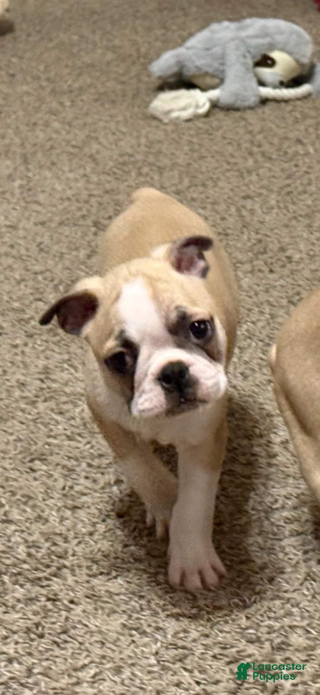 Boston Terrier dogs for sale: Boston Terrier 2 - Ad 1
