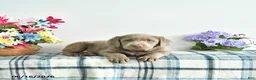 Labrador Retriever dogs for sale: River - Ad 4