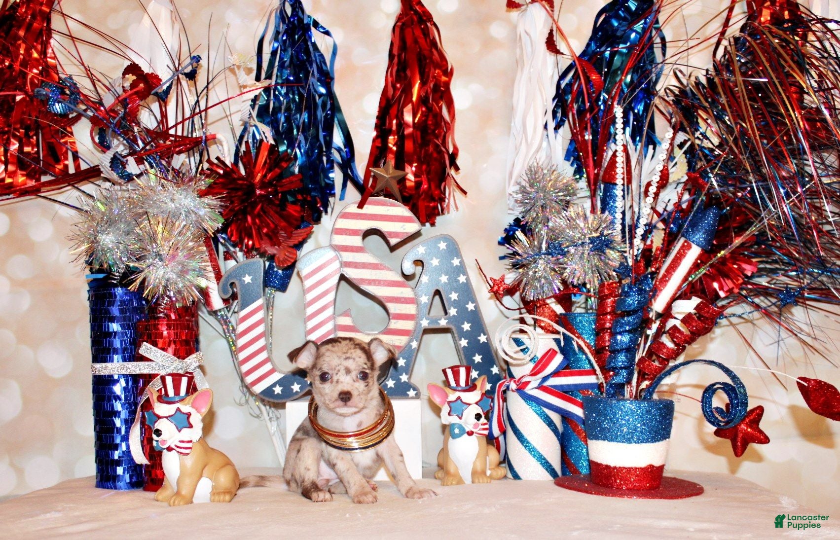 Chihuahua dogs Gretchen - Ad 2