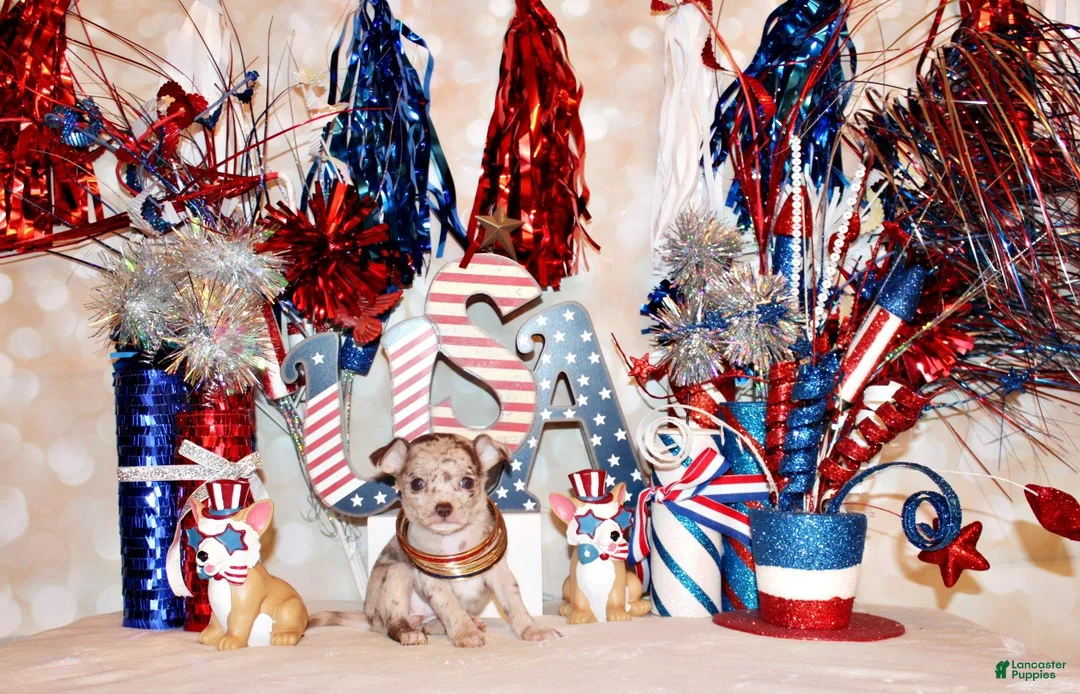 Chihuahua dogs for sale: Gretchen - Ad 2