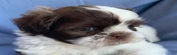 Shih Tzu dogs for sale: Mocha - Ad 10