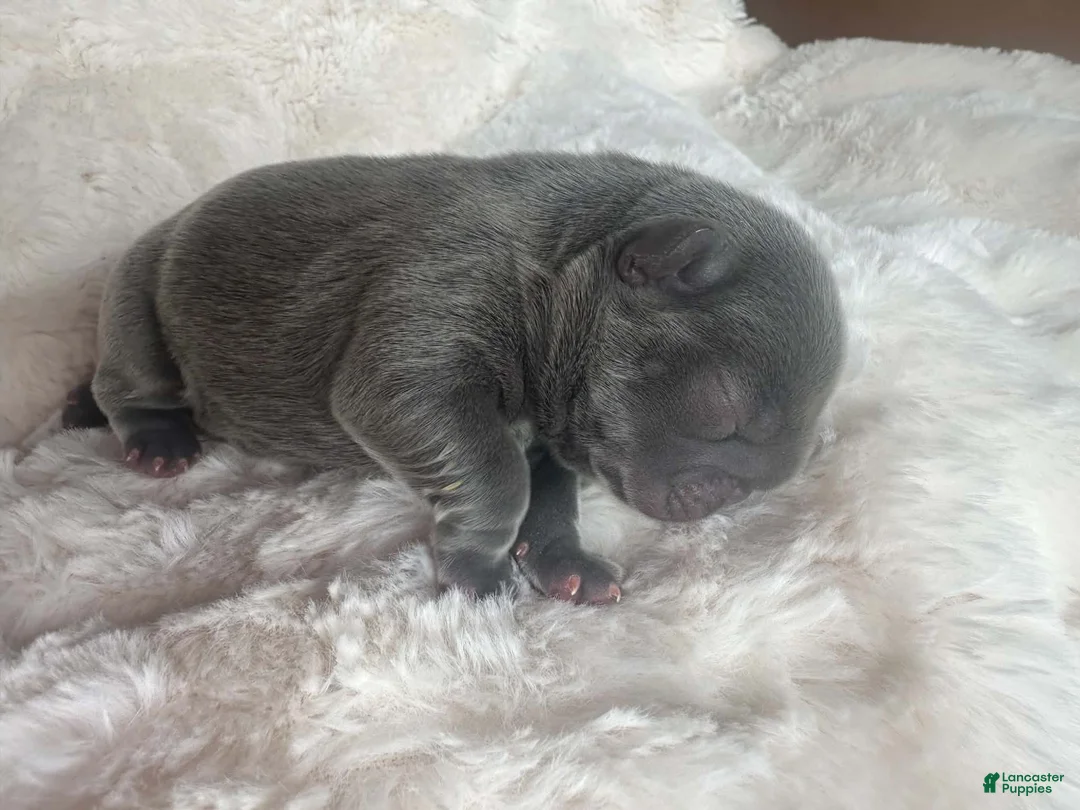 French Bulldog dogs for sale: French Bulldog 4 FEMALE - Ad 1