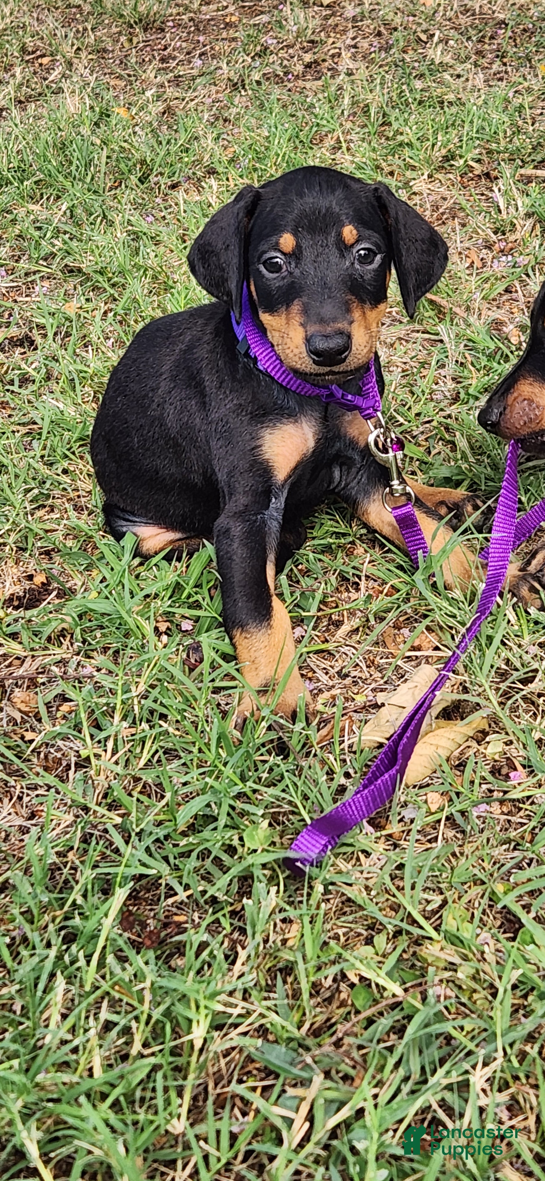 Doberman Pinscher dogs Doberman Pinscher Female - Ad 2