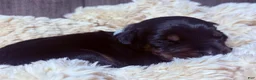 Doberman Pinscher dogs for sale: Ghost - Ad 11