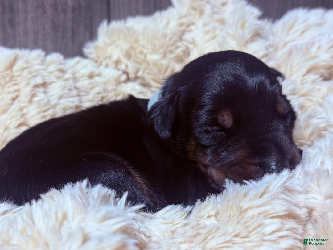 Doberman Pinscher dogs for sale: Ghost - Ad 11
