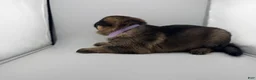 German Shepherd dogs for sale: Daisy - Ad 22
