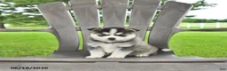 Pomsky dogs for sale: Andre - Ad 3