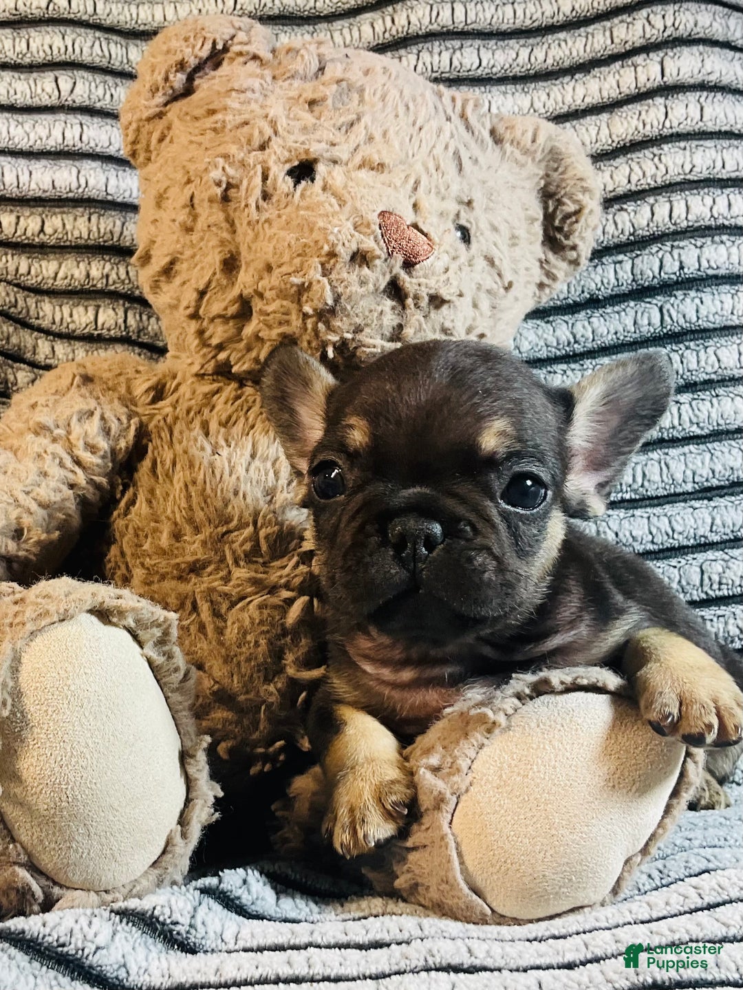 French Bulldog dogs for sale: Theo  - Ad 2
