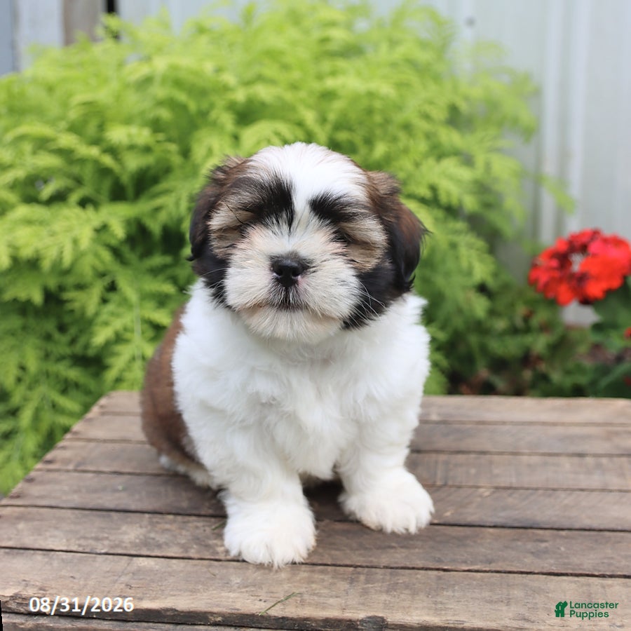Shih Tzu dogs for sale: Tucker - Ad 2