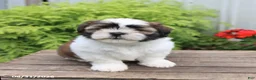 Shih Tzu dogs for sale: Tucker - Ad 1