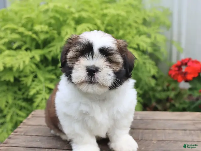 Shih Tzu dogs for sale: Tucker - Ad 1