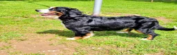 Bernese Mountain Dog dogs for sale: Lulu - Ad 4