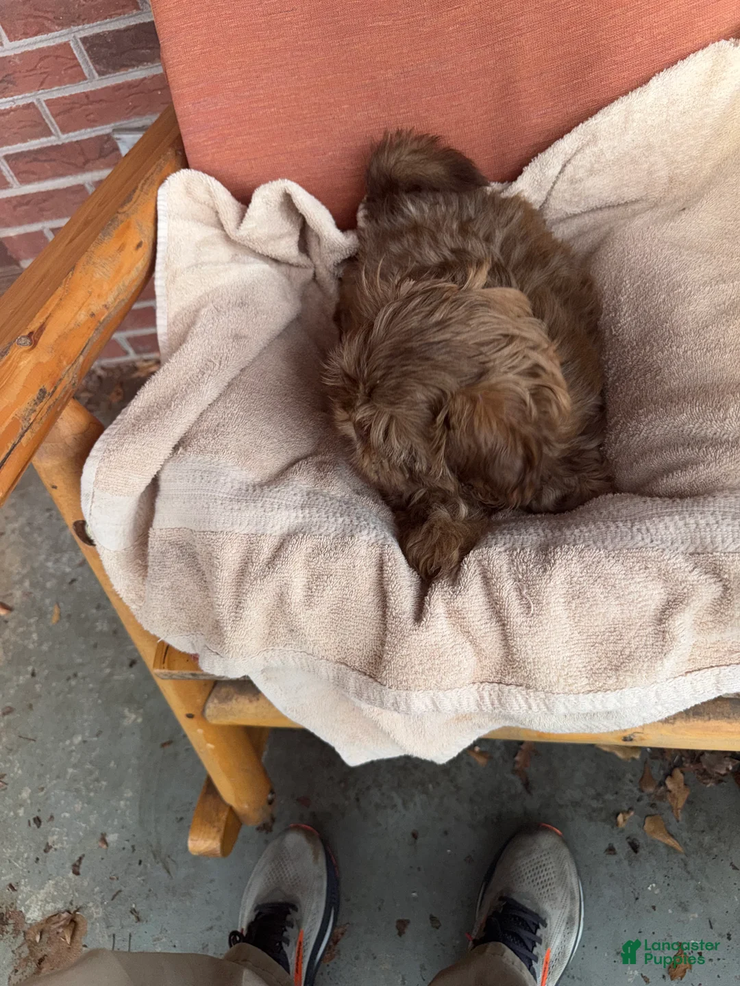 Shih Tzu dogs for sale: Shih Tzu Puppy 2 - Ad 6