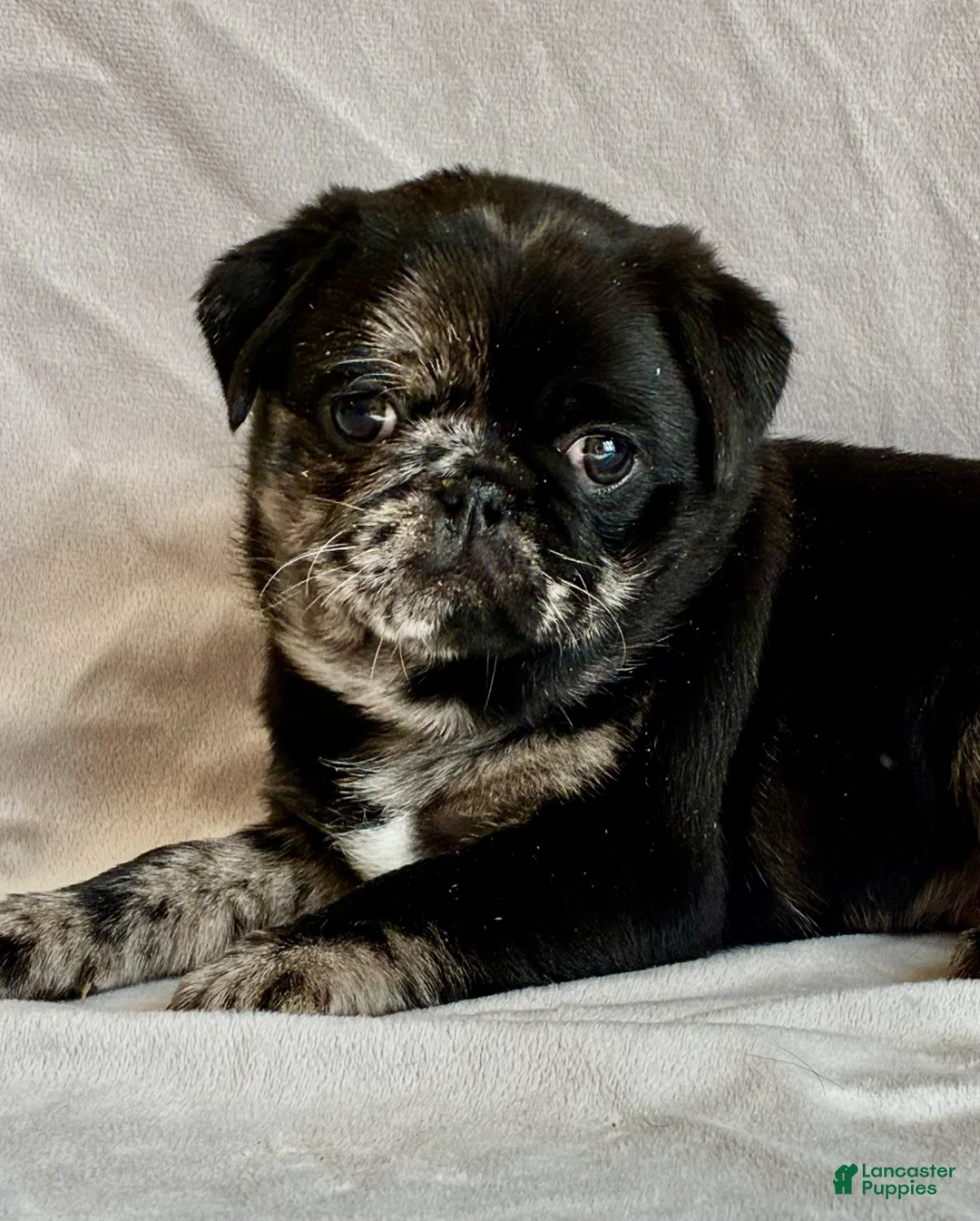 Pug dogs for sale: Max - Ad 1