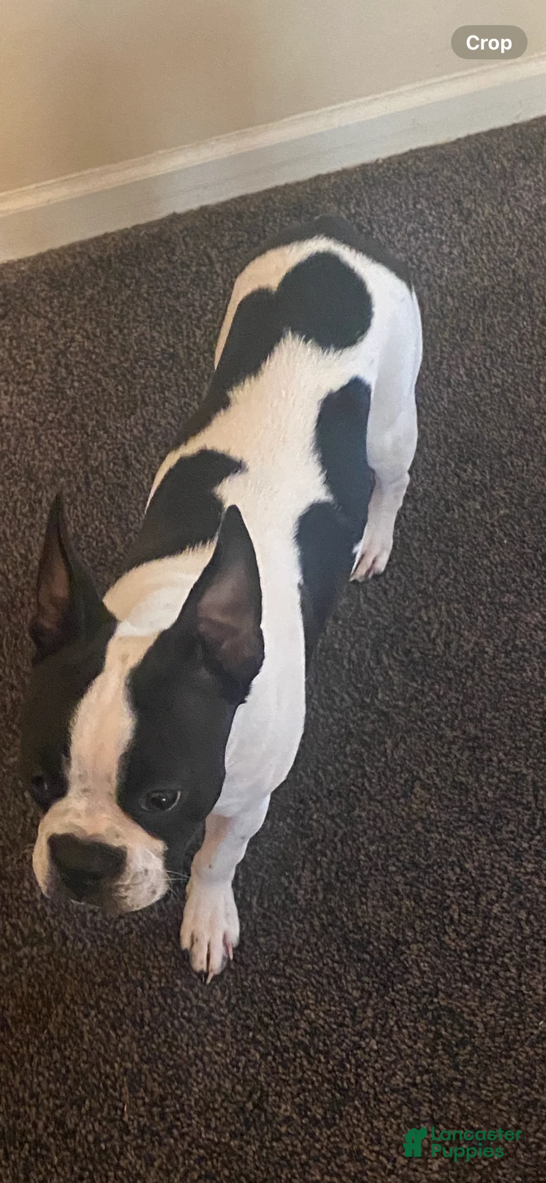 Boston Terrier dogs for sale: Skipp - Ad 4