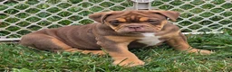 English Bulldog dogs for sale: Tootsie Chocolate and tan  - Ad 11