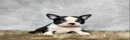 Boston Terrier dogs for sale: Leo - Ad 4