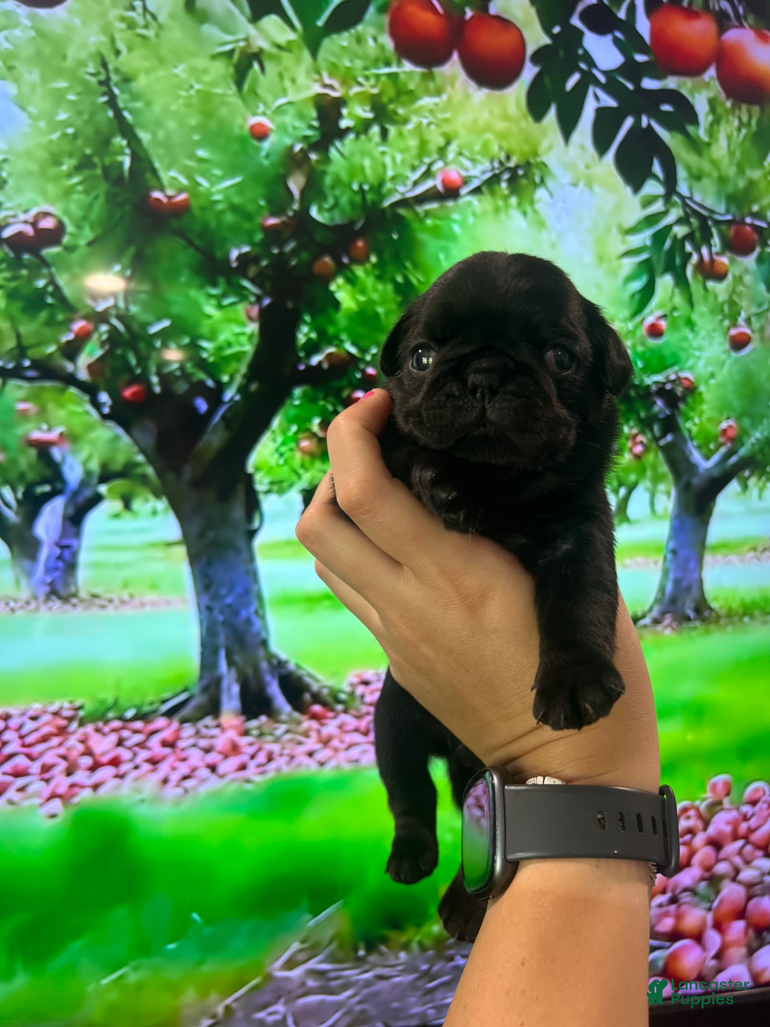 Pug dogs Nicky - Ad 1