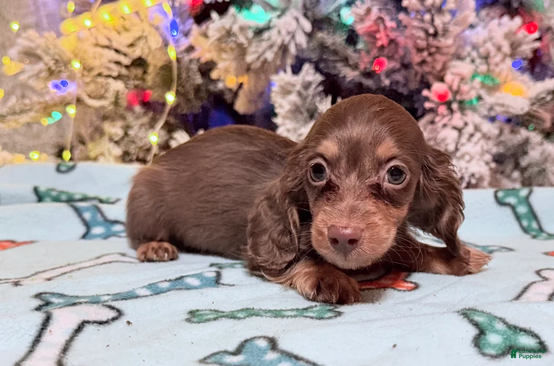 Miniature Dachshund dogs for sale: Ready Christmas eve - Ad 11