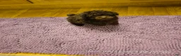 Toy Poodle dogs for sale: Yum Yum - Ad 4