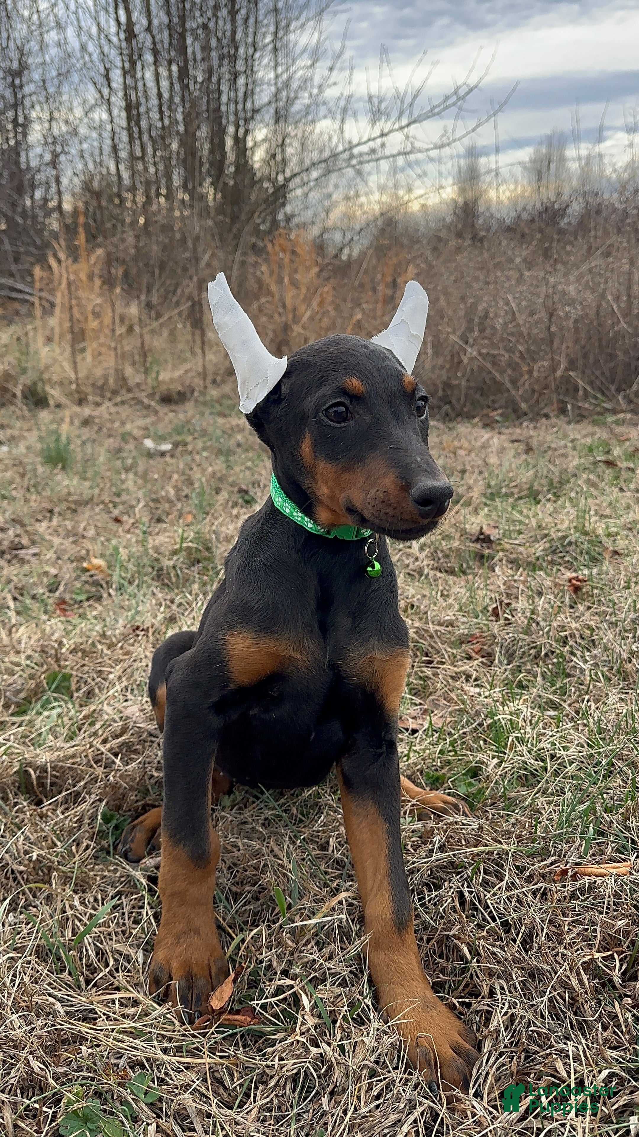 Doberman Pinscher dogs Doberman Pinscher Puppy 6 - Ad 1