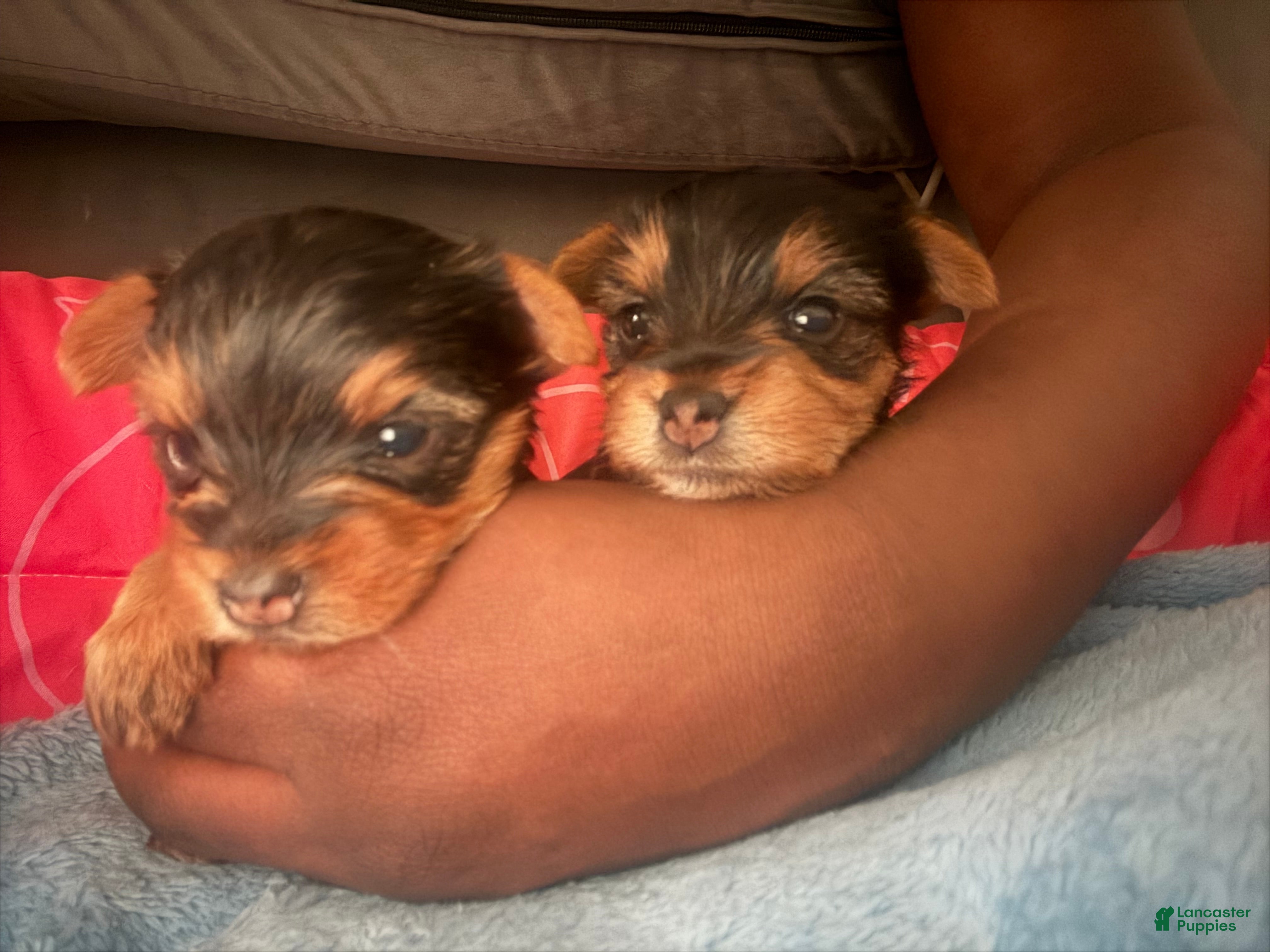 Yorkshire Terrier dogs Yorkshire Terrier Puppy 1 - Ad 1