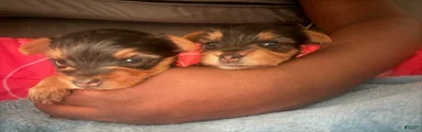 Yorkshire Terrier Puppy 1