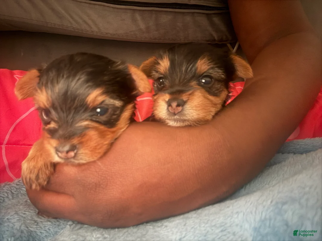 Yorkshire Terrier dogs for sale: Yorkshire Terrier Puppy 1 - Ad 1