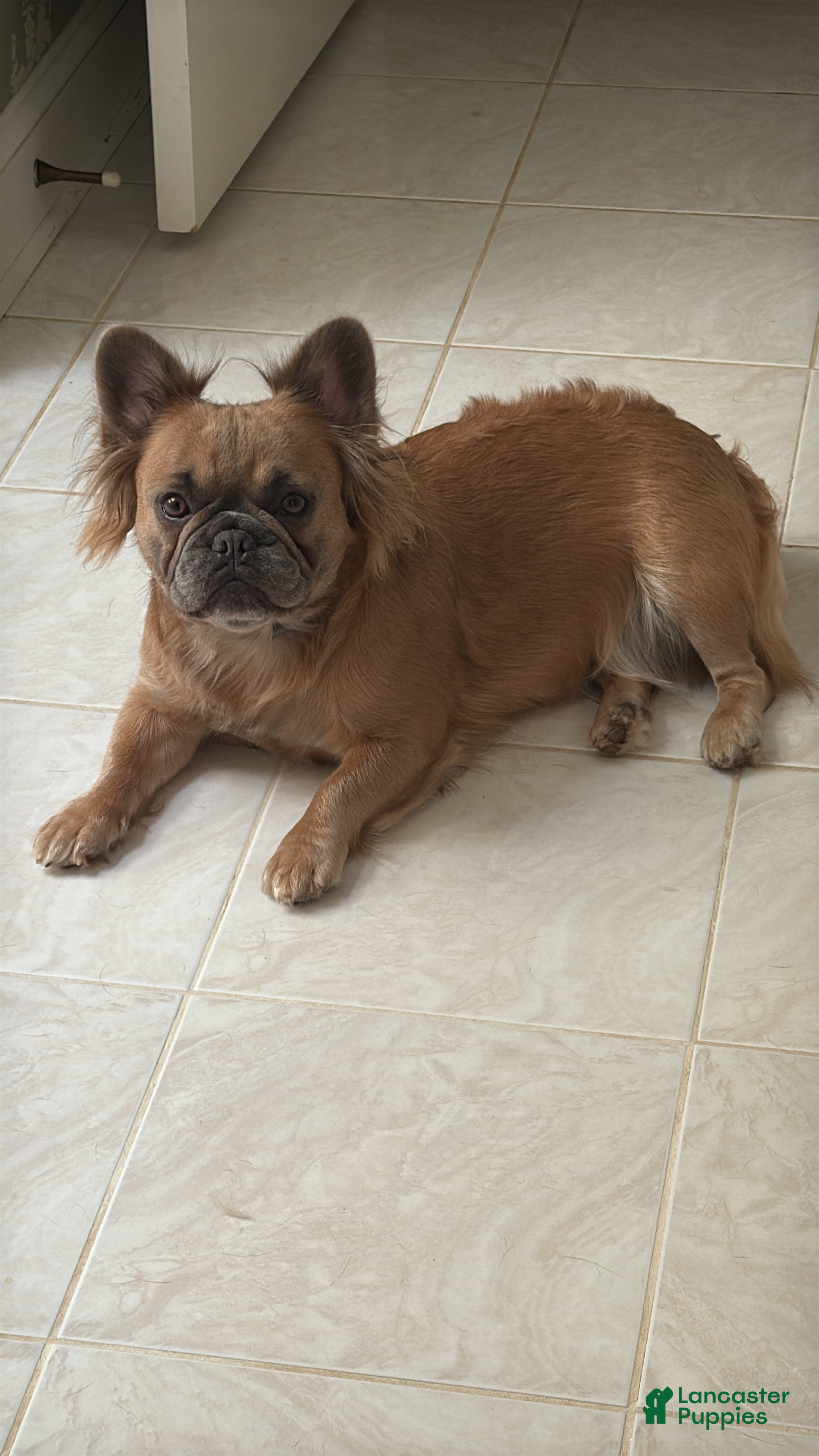 French Bulldog dogs French Bulldog Puppy 2 - Ad 2