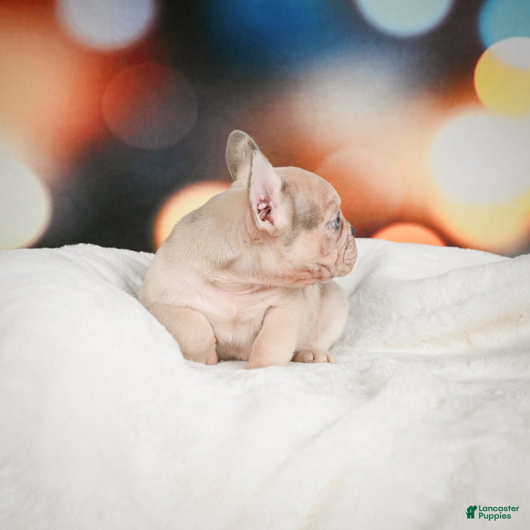 French Bulldog dogs for sale: Axel - Ad 8