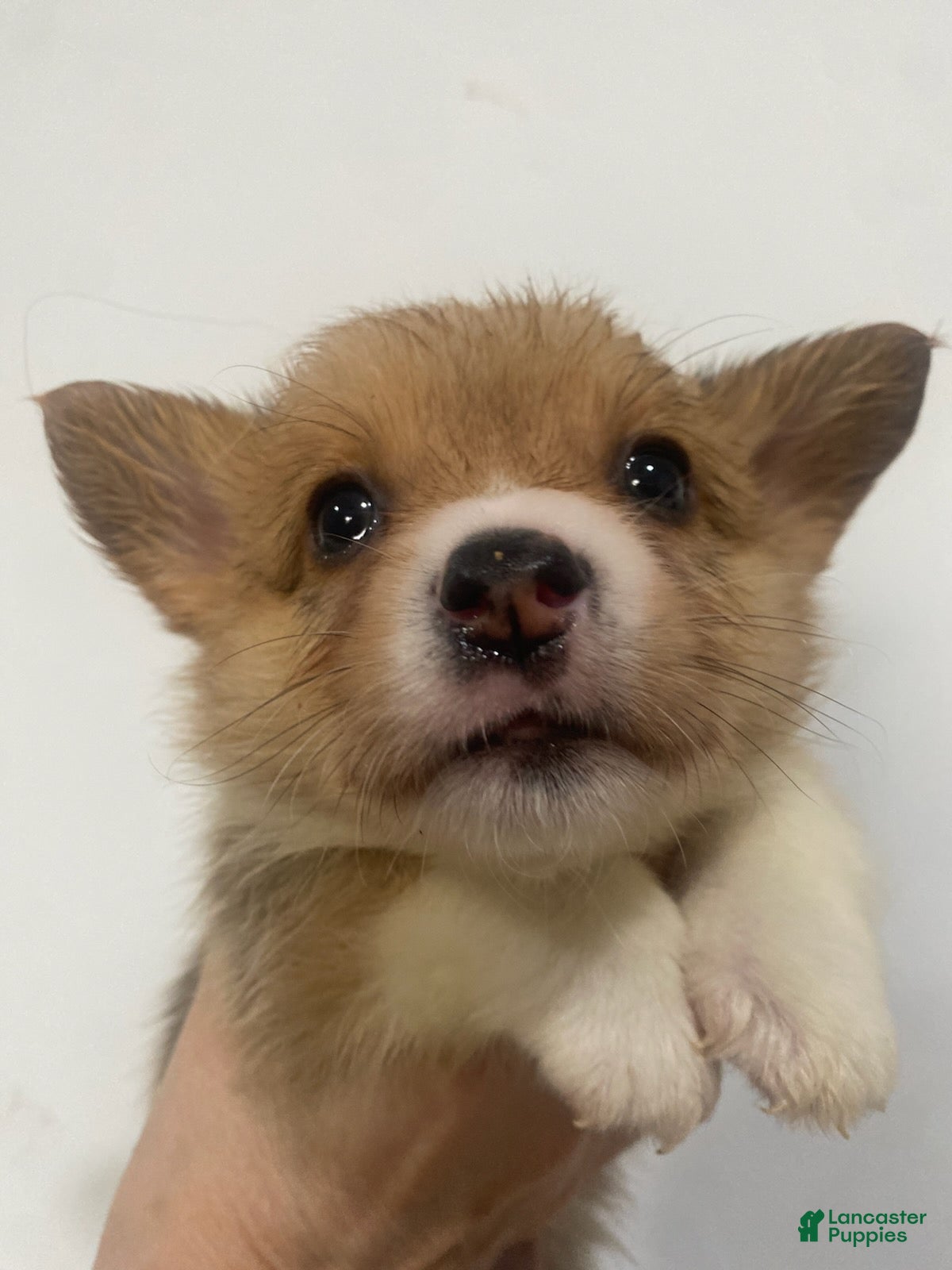 Welsh Corgi Pembroke dogs Rose - Ad 6