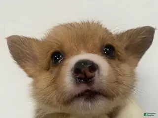 Welsh Corgi Pembroke dogs Rose - Ad 6