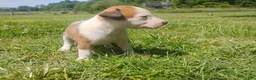 Mixed Breed dogs for sale: Mixed Breed Puppy 4 - Ad 6