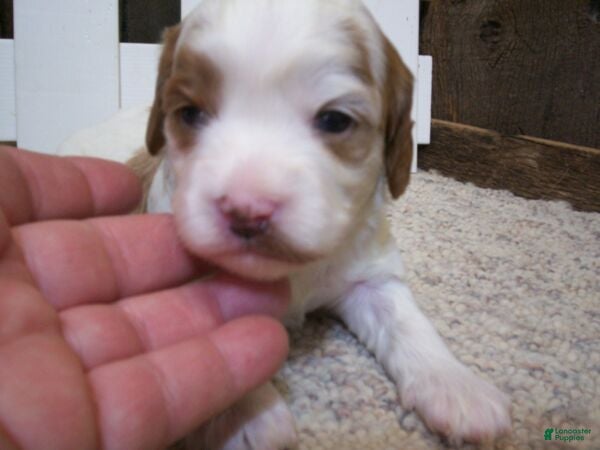 Cavapoo dogs Asher - Ad 1