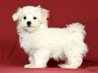 Maltese dogs - Ad 9