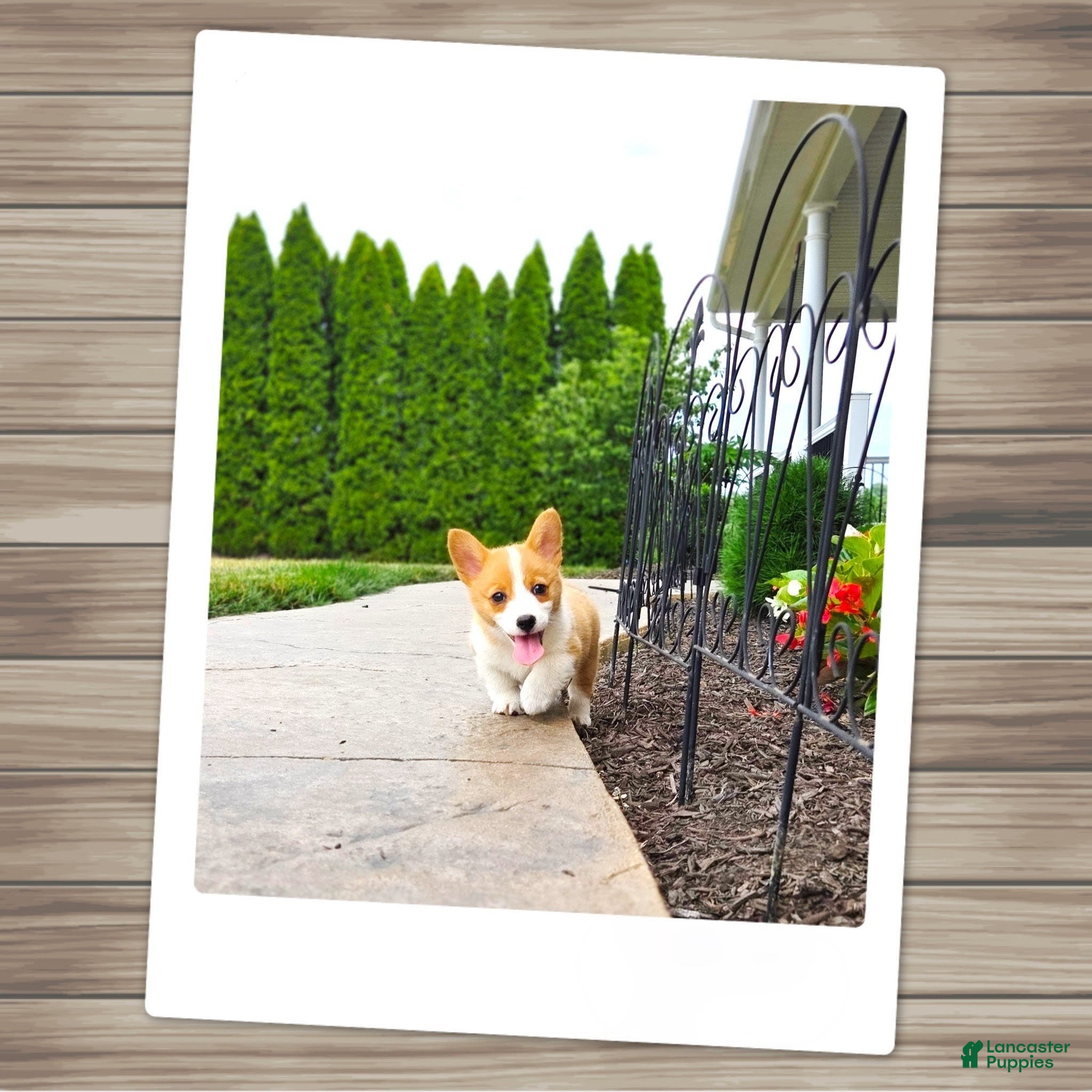 Welsh Corgi Pembroke dogs Tessi - Ad 1