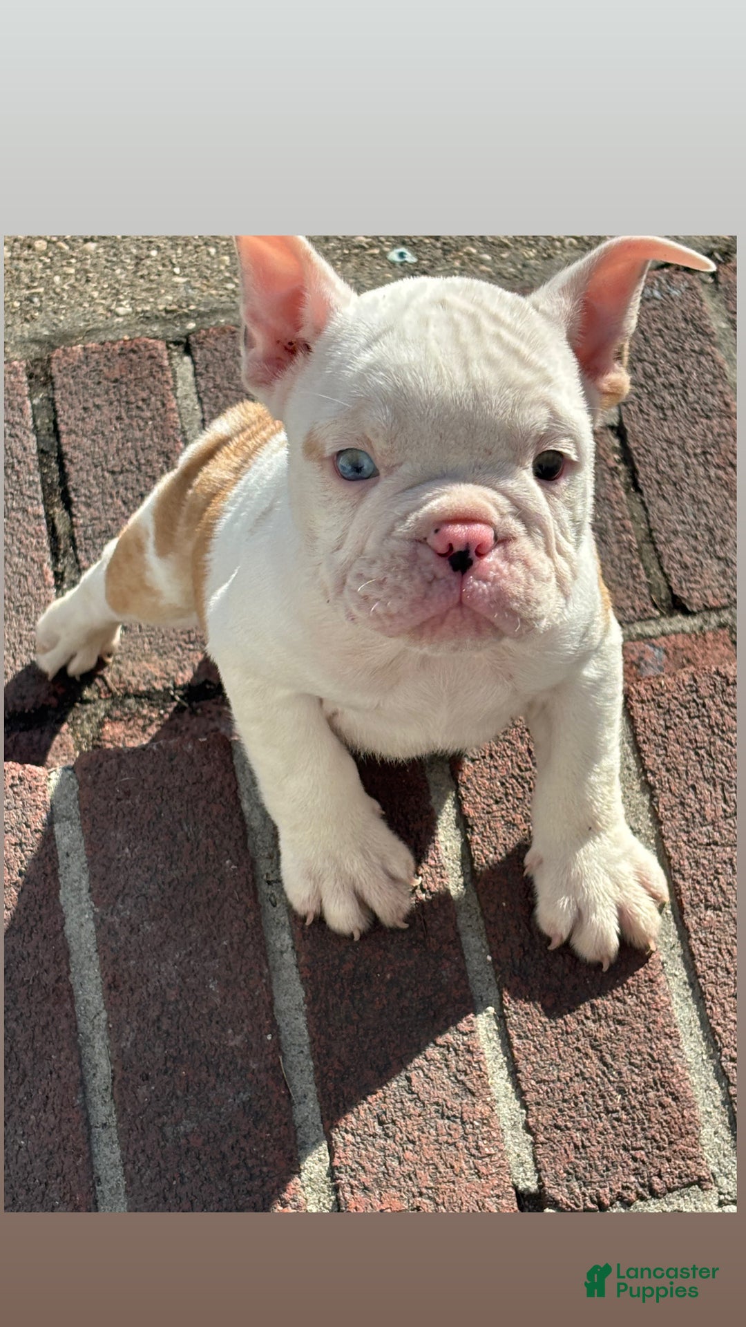 English Bulldog Mix French Bulldog Puppies In Midwest HOT American