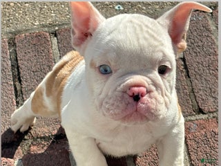 Mixed Breed dogs - Ad 42