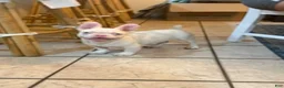 French Bulldog dogs for sale: Pinkey  - Ad 7