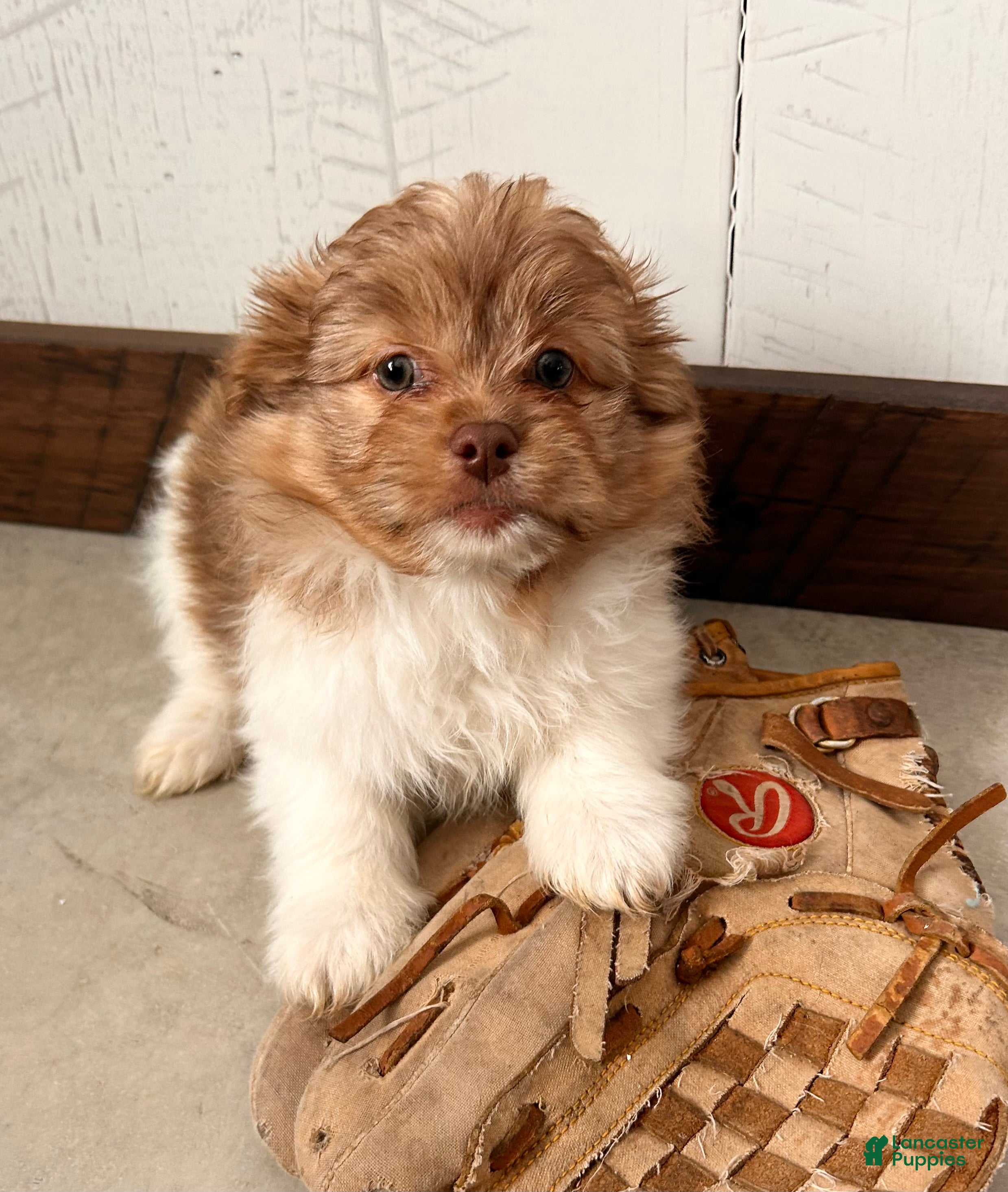 Mixed Breed dogs Gus - Ad 25