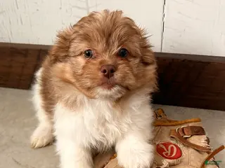 Mixed Breed dogs Gus - Ad 25