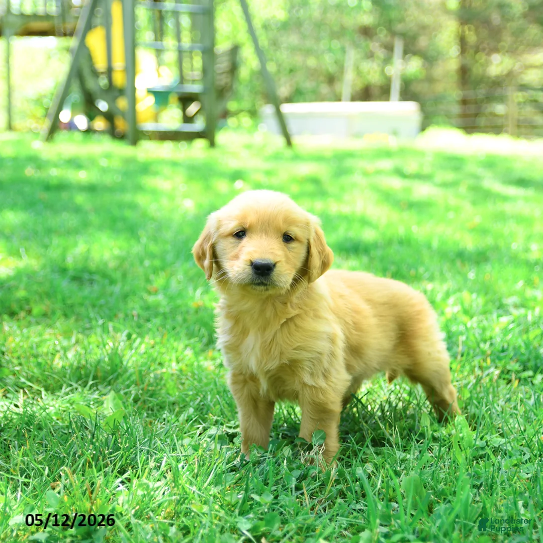 Golden Retriever dogs for sale: Prince   - Ad 3