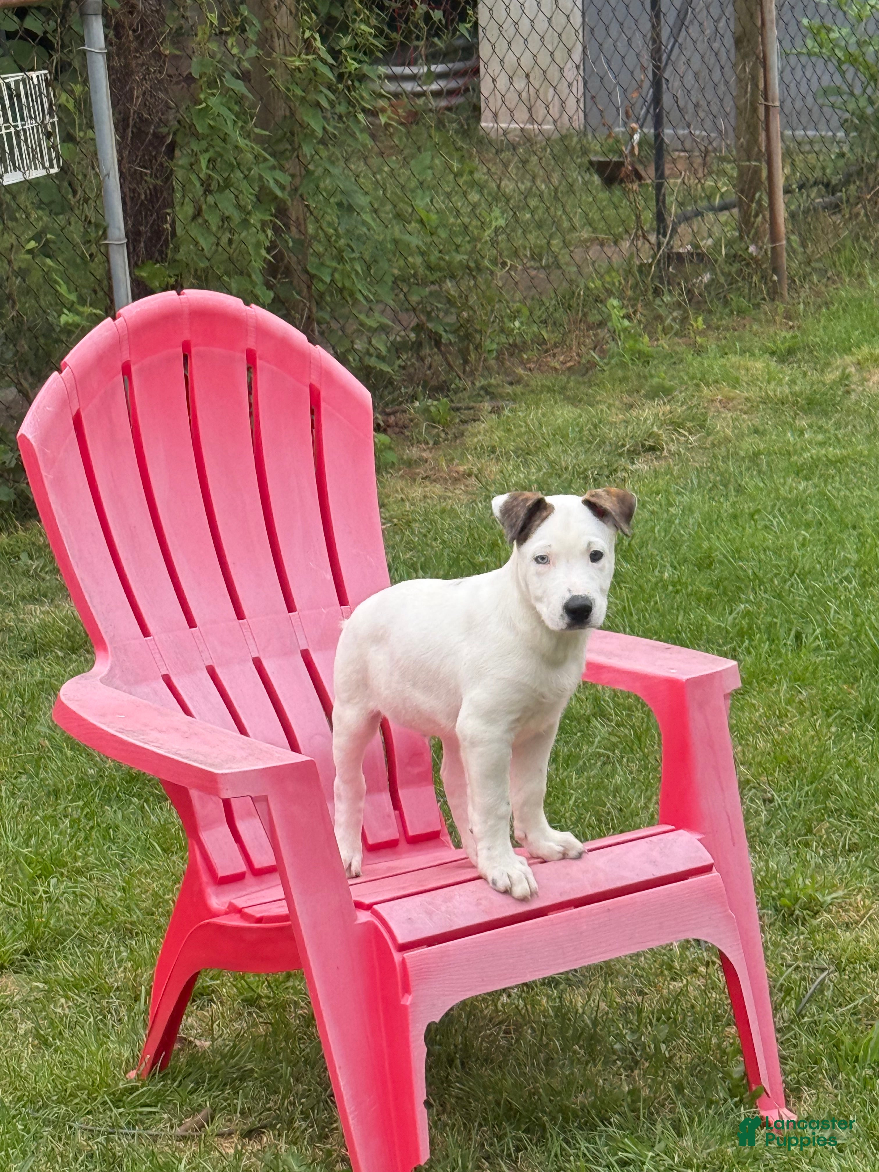 Mixed Breed dogs Pitsky - Ad 1